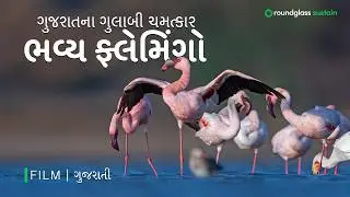 A Study in Pink: The Flamboyant Flamingos of Kutch