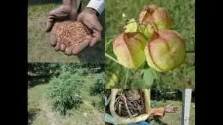 Medicinal Rice P5F Formulations for Talinum Excess: Pankaj Oudhia's Medicinal Plant Database