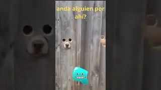 anda alguien por ah&iacute;? #dogs #snow #snoopy #gosip #gaming #quotes #pets #sleep #newvideo
