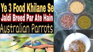 Ye 3 Softfood Khilane Se Jaldi Breed Par Aate Hain Budgies |