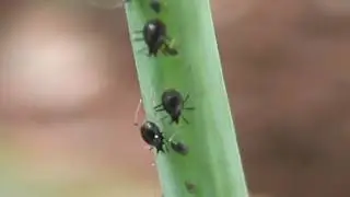 Pulg&atilde;o Preto (Aphis fabae)