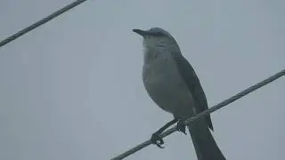 Tropical Mockingbirds have beautiful calls (Mimus gilvus)