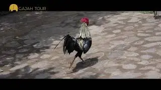 🐘 Bali Travel 🌴 [Tenganan ancient village]