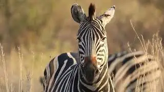 Pilanesberg | 2022