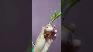 Onion is the Stem Modification | #stem #onion #shorts #shortsvideo #ytshorts #youtubeshorts