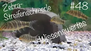 Die Zebra- Streifenschmerle | Wissenswertes #48