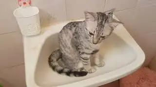 Искала я кота, и вот где нашла