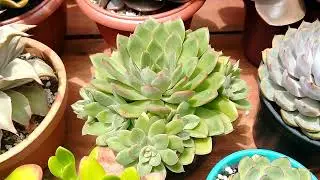floração de aeoniuns e mesa abençoada com suculentas