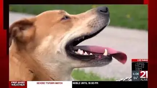 Keeping pets safe during hot weather