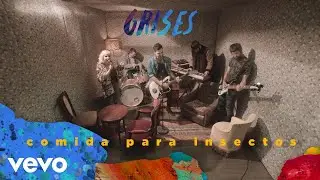 Grises - Comida para Insectos