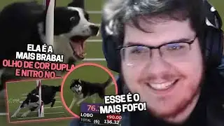 CASIMIRO REAGE: COMPETIÇÃO DE CACHORRO, A DISPUTA MAIS FOFA DO MUNDO! | Cortes do Casimito