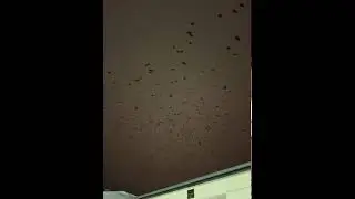 Scary Thousands Of Crows Flying At Night