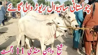 Cholistani Sahiwal Breeding And Milking Cow | Sheikhwahan Cow Mandi || Mandi Star
