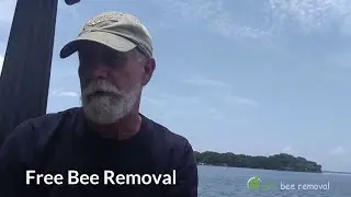 How to get a Free Bee Removal