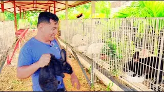 Беременна ли ваша крольчиха? Признаки, на которые стоит обратить внимание + Простая самодельная м...