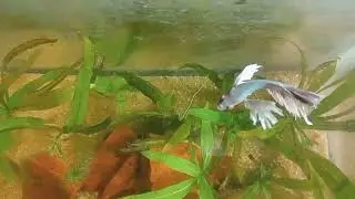 Batta fish 🐟tank maintenance ✨ #batta#fish#tank#maintenance#