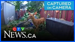 Trapped and Terrified: A fawns backyard ordeal in North Bay