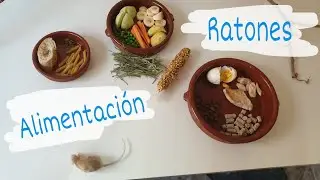 Alimentaci&oacute;n buena y prohibida para ratones y ratas