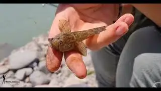 Tiny Caspian goby disruptive fish for anglers شما به این ماهی چی میگین؟