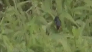 Scolia Dubia, Scoliid, Mason Wasp, or Cicada Killer