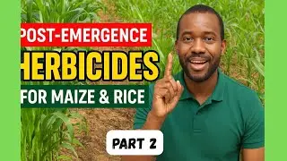 Post-Emergence Herbicides for Maize & Rice: Smart Weed Control for Nigerian Farmers! Part 2 #agro