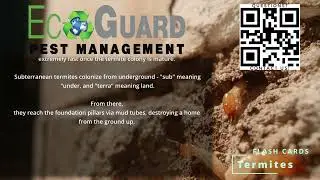 Termite Service by EcoGuard Pest Management - Join EcoGuard's Guaranteed Termite Control Program