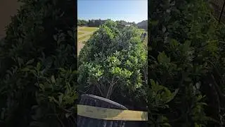 Landscaping #shorts #trees #landscape #garden #backyard #Rockwall #heath #texas