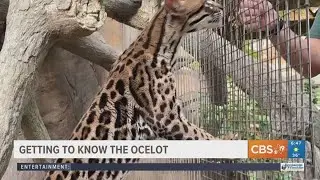 EXPLORING THE CALDWELL ZOO: Getting to know the ocelot