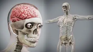 3D Female Skeletal Nervous Anatomy #anatomy #humanbodysystems #humanbodysystem #bodysystem