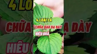 4 Loại L&aacute; Quen Thuộc Gi&uacute;p Giảm Đau Dạ D&agrave;y Hiệu Quả #dsdaiminh #health #dinhduong #shorts