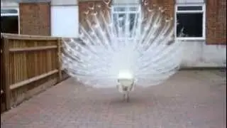 White Peafowl at Home