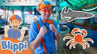 Blippi Learns About Underwater Sea Animals! | Educational Videos For Kids