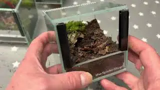 The Spider Shop Glass Terrariums