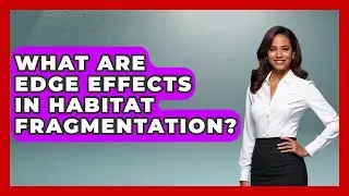 What Are Edge Effects In Habitat Fragmentation? - Explaining Ecology