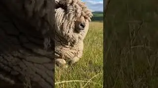 Will anyone come to save the sheep from the wild wolf attack #sheep #wildlife #rescue