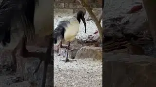 Ave Sagrada dos Eg&iacute;pcios! O fabuloso &Iacute;bis Sagrado!