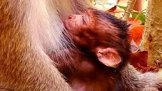 Unbelievable! Why Poor Baby Nelson Become Like This?, Bad Situation |#Monkey Nightmare
