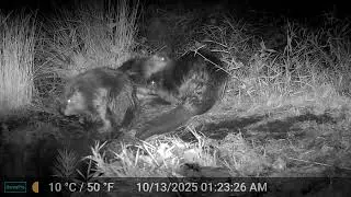 3 beavers grooming on the bank of the upper beaver pond at Edwards Meadows HOA