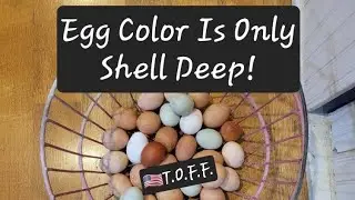 Egg Color Is Only Shell Deep! Brown, White, Blue, Green...That's Only On The Outside...