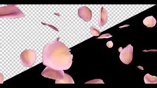 Petal Rain - Pink Yellow Rose - 3D Animation loop