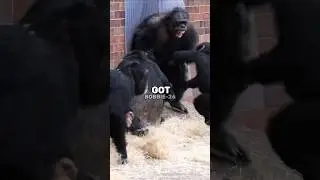 This Experiment Says Alot About Society #shorts #monkey #banana