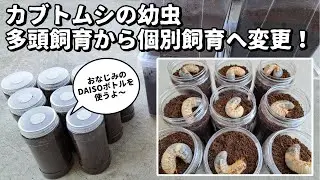 カブトムシの幼虫を個別飼育！ デカい幼虫を多頭飼育からDAISOボトルの個別飼育に変更！