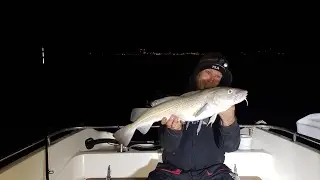 Cod Fishing Southampton Water Solent Southcoast United Kingdom