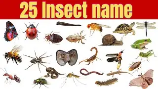 Insect name in english with spelling !! 25 insect name!! Insect !! Eddubtion - The Learning School
