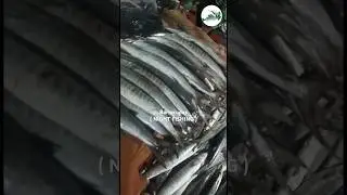 Night bottom fishing for barracudas kund  #barracuda #fishing #viral  #pakistanfishingclub#monster