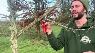 Central leader pruning maple trees