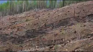 A Call to Action: Help Stop Westside Post-Fire Logging Proposal
