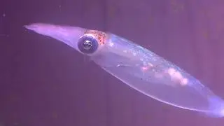 Feeding Time: Caribbean Reef Squid