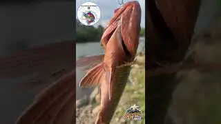 Pesca de pargos, 23 de septiembre del 2024, Manzanillo Col.,🎣🇲🇽