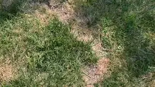 Tomcat Mole Killer, Mimics Natural Food Source, Poison Kills in a Single Feeding Review